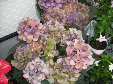 「鶴巻生花」　（神奈川県秦野市）の花屋店舗写真3